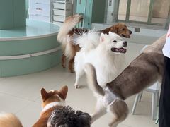 -怪兽屋·羊驼·猫咖·狗咖(俊华广场店)