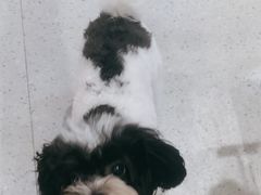 -FAELING PETS美天灵宠物(富力广场店)