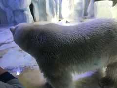 -芜湖新华联大白鲸海洋公园