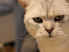 -Heymao猫咖.咖啡厅(东门店)