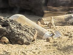-武汉动物园