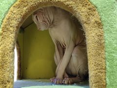 -70cat德文卷毛猫·缅因猫纯种猫舍