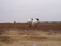 -盐城丹顶鹤湿地生态旅游区