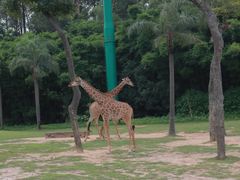 -广州长隆野生动物世界