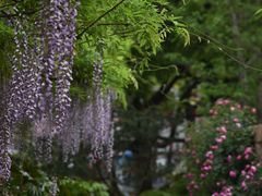 -嘉定紫藤园