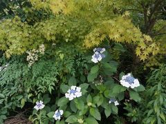 -星巴克(上海交通大学店)