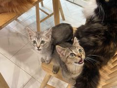 -楼上猫咖(罗湖店)