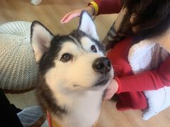 -Husky Go! 哈士奇体验馆·宠物咖啡厅狗咖