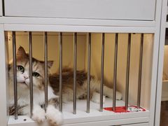 -十月米努特矮脚猫舍
