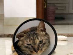 -爱侣宠医·鹦鹉专科·小型哺乳类·异宠专科(灵石路店)