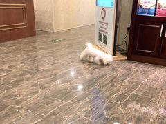 -宠爱国际动物医院·消化内科·心肾内科·ISFM猫友好(望京店)