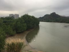 -大亚湾红树林城市湿地公园