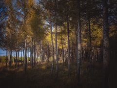 -塞罕坝国家级自然保护区