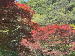 -龙井壹号·茶缘山景宴(龙井村店)
