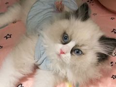 -喵zoo家庭繁育猫舍(尖东智能花园店)