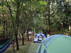 -铁山坪森林公园