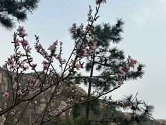 -青岛崂山太清宫