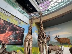 -陕西自然博物馆