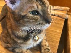 -李小姐の猫咖啡馆(五角场店)