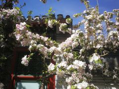 -海棠花溪(元大都城垣遗址公园)