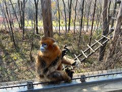 -哈尔滨北方森林动物园