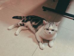 -众刺纹画·纹身·穿孔饰品·海娜定制