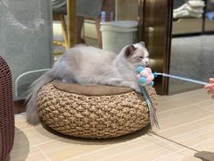 -momokira米努特·德文卷毛猫·棉花面纱犬