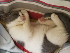 -喵zoo家庭繁育猫舍(尖东智能花园店)