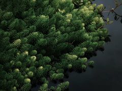 -桤木河湿地公园