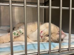 -艾吉宠物医院·疑难杂症转诊中心·猫友好(碧江路院)