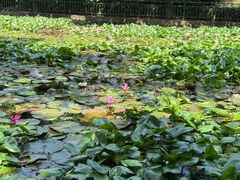 -深圳龙潭公园