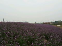-金卉庄园