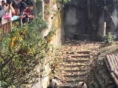 -成都大熊猫繁育研究基地