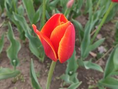 -长春公园(普阳街道)