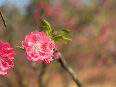 -南国桃园旅游度假区