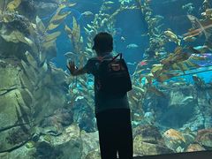 -瑞普利水族馆