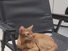 -琪喵猫屋·撸猫猫咖·猫舍