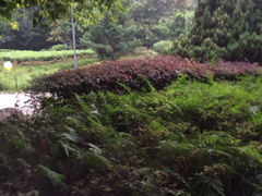 iphone_upload_pic-神仙树公园