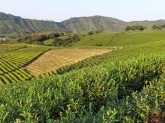 -帐篷客·溪龙茶谷度假酒店