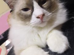 -李小姐の猫咖啡馆(五角场店)
