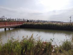 -芒洲湿地公园