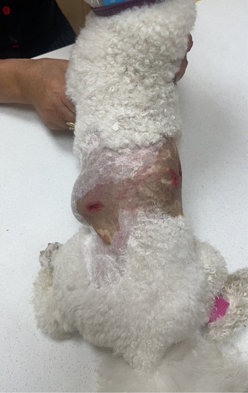 犬腹壁疝,是宠物犬常见的疾病之一.腹壁疝