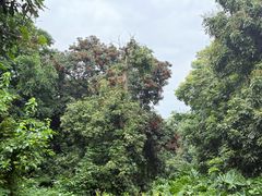 -张坝桂圆林公园