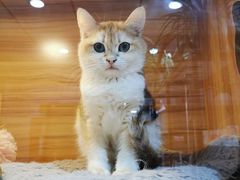-喵百万·布偶·蓝金金渐层英短·猫舍(百子湾店)