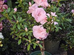 -溪岸路花鸟市场