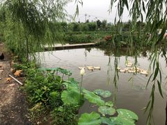 -同銮特种养殖场·龙虾垂钓