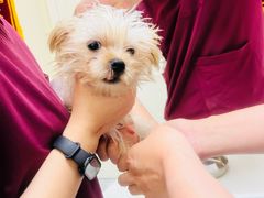 -德元·美联众合24小时动物医院(总院)