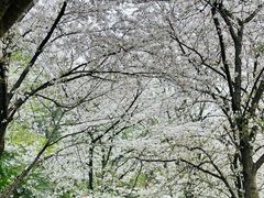 -苏州上方山国家森林公园