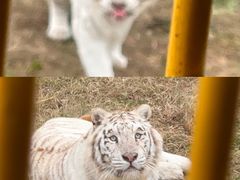 -上海野生动物园