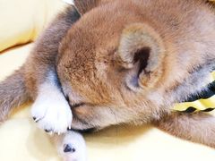 -逗柴咖啡屋·狗咖猫咖宠物桌游